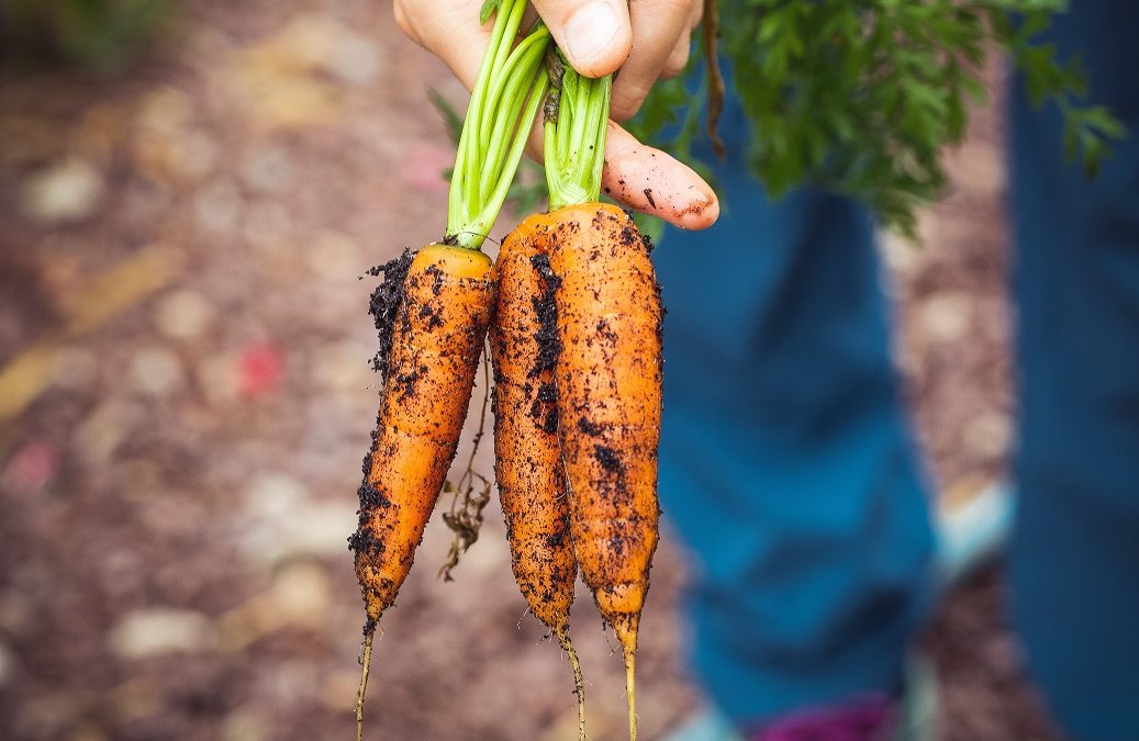 Astuce Jardin : le trempage des carottes