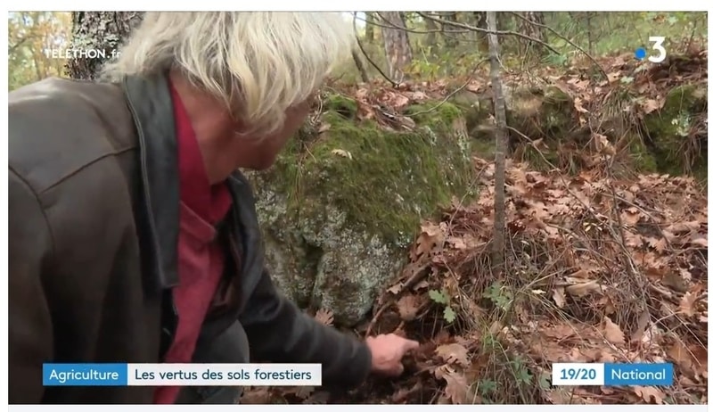 Reportage : les nombreuses vertus des sols forestiers