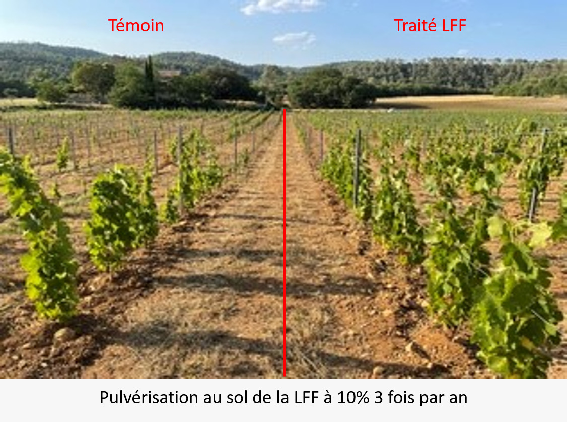 Lifofer : des micro-organismes au secours des vignes