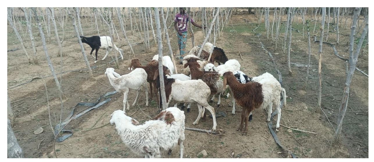 [Togo] L&rsquo;AREJ développe son élevage de petits ruminants