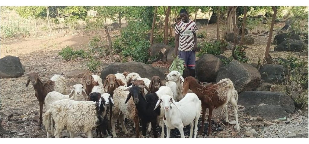 Élevage durable en agroécologie : L'AREJ Innove avec des Petits Ruminants pour un futur écologique