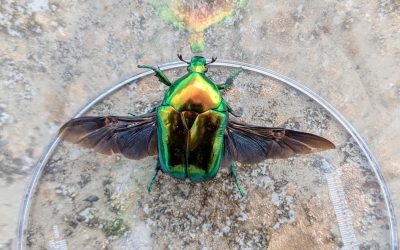 [Jardins] La biodiversité sauvage rencontrée en juillet